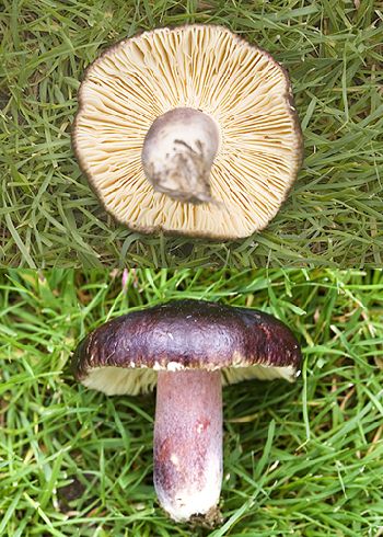 Russula sardonia